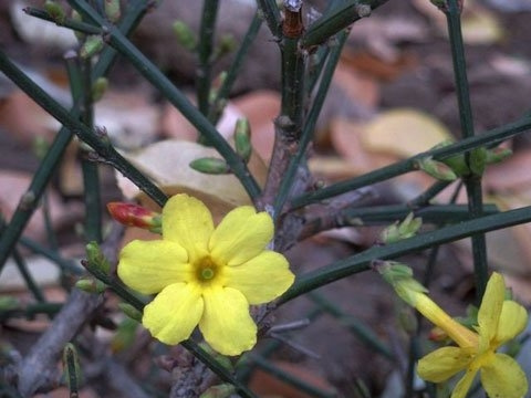 ӭ����ʲôʱ���޼�