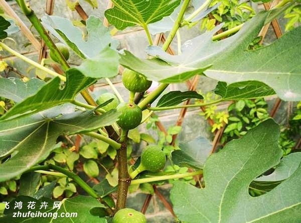 盆栽无花果