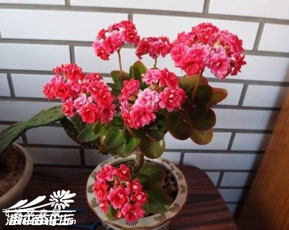 长寿花修剪