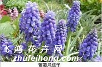 葡萄风信子的栽培要点