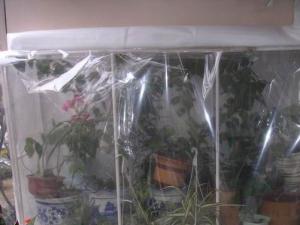 三角梅冬天怎么养