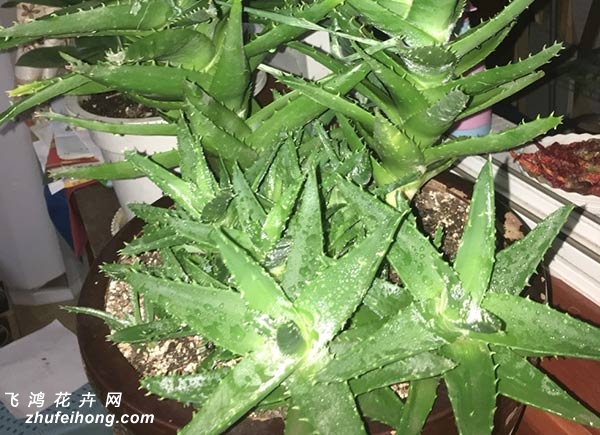 不夜城芦荟
