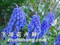 葡萄风信子的栽培要点