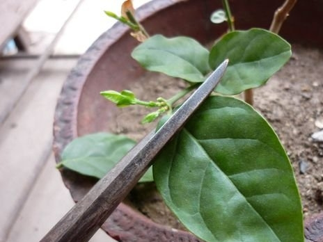 茉莉修剪(图)