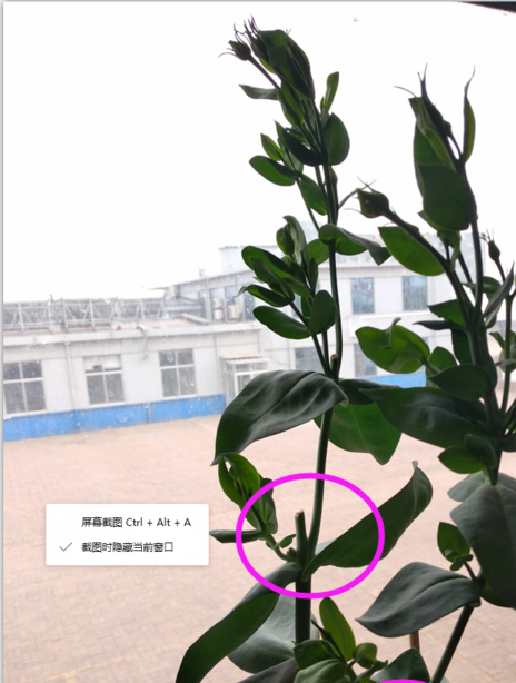 洋桔梗修剪