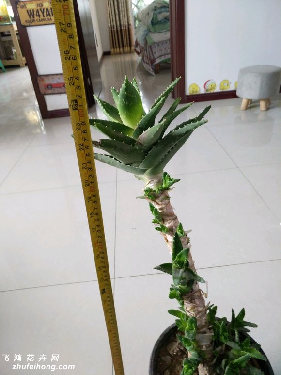 不夜城芦荟10年老桩