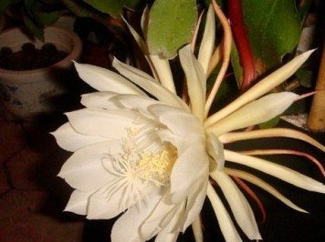 昙花什么时候开