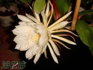 昙花什么时候开 昙花每年的开花的时间大约从六月份开始，十月份的结束