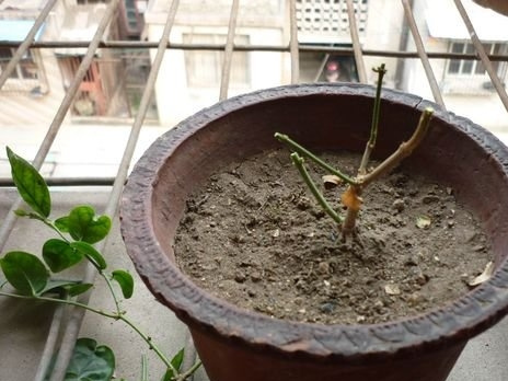 茉莉修剪(图)