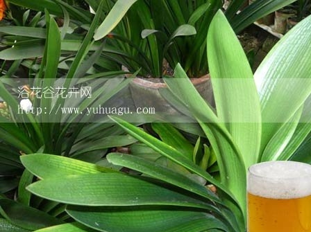 用啤酒擦君子兰好吗？