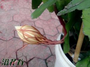 昙花能开多久？（附开花记录）