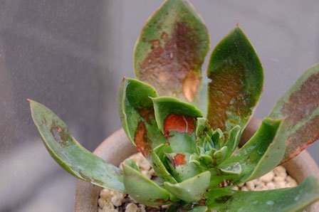 多肉植物烟煤病症状(附防治心得)