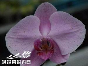 蝴蝶兰灰霉病及其防治