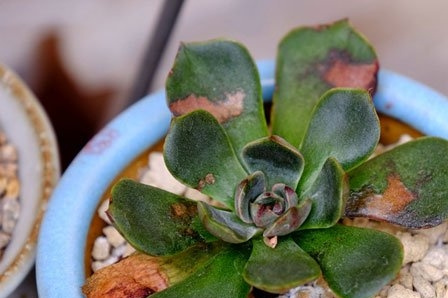 多肉植物烟煤病症状(附防治心得)