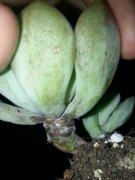 多肉植物烟煤病症状(附防治心得)