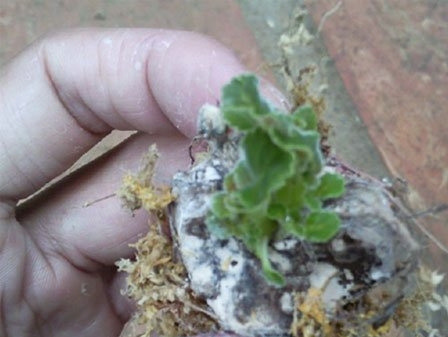 ����ͩ����Ĵ�������