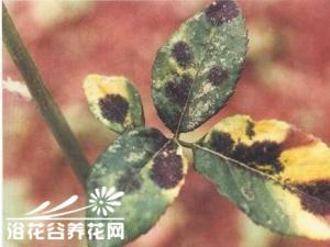 月季黑斑病的防治方法