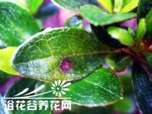 西洋杜鹃常见病害及防治