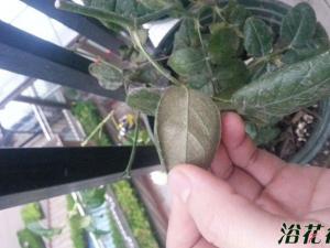 灭红蜘蛛用什么药最有效（经验篇）