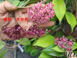 球兰花为什么不长,得筛查原因