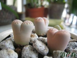 生石花徒了怎么办