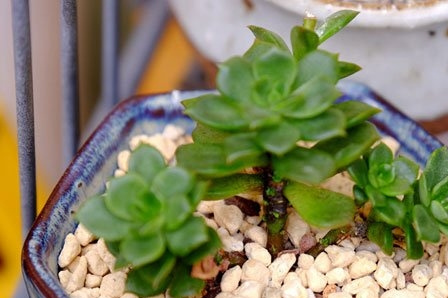 多肉植物烟煤病症状(附防治心得)