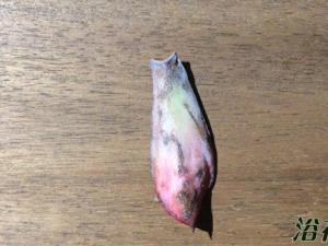 治疗多肉烟煤病 一定要注意掌握浓度