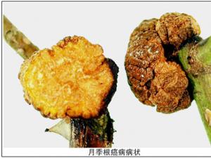 花卉根癌病的防治(图)