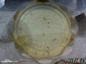 碗莲水里虫子的清除方法