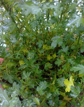 Сľ��Ҷ�ӷ���