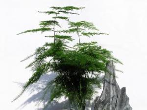 文竹常见病症防治