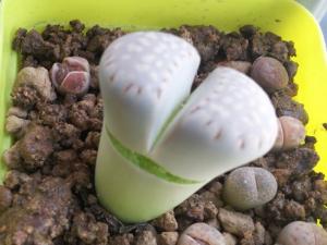 生石花水多爆裂（生石花出现问题的原因分析）