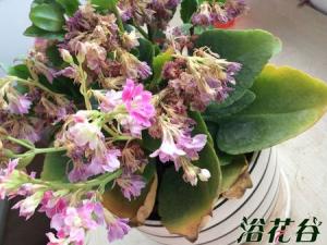 长寿花黄叶怎么办 导致黄叶主要是因为干旱