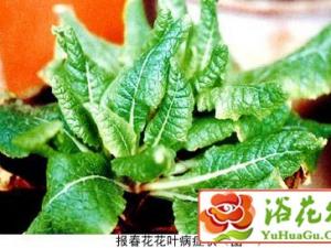 报春花的病害防治