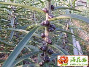 百合花立枯病的防治 大田管理过程中，要赠施磷钾肥