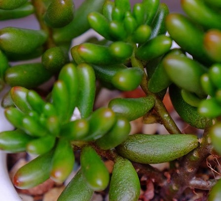 多肉植物烟煤病症状(附防治心得)