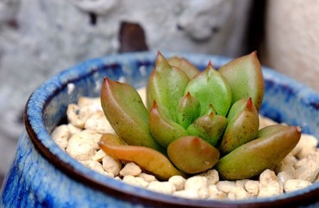 多肉植物烟煤病症状(附防治心得)