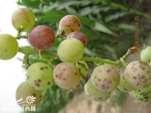 葡萄炭疽病的防治方法 主要侵害葡萄果实