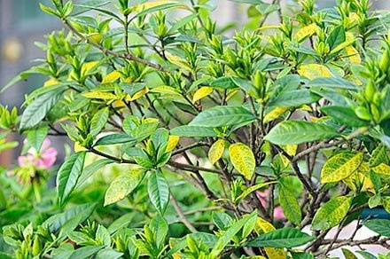 栀子花叶子发黄(一勺醋解决)