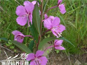 柳兰的繁殖方法