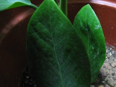 金钱树叶插(图文)