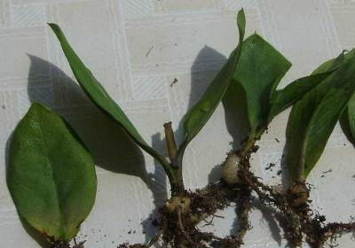 金钱树叶插(图文)