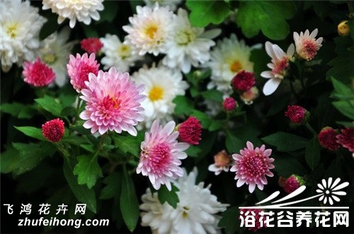 北京夏菊的扦插繁殖