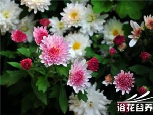 北京夏菊是一类植株紧密的菊花新品种群
