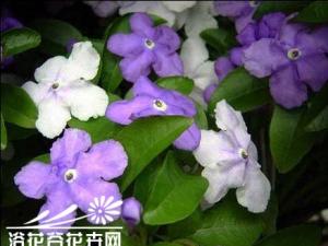 二色茉莉的繁殖栽培