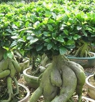 榕树苗木繁育新技术