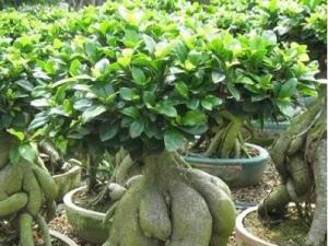 榕树苗木繁育新技术 是水土保持、城镇绿化和盆景制作的优良树种