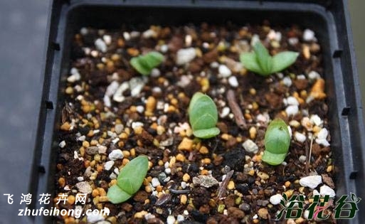 芦荟女王播种的4种方法