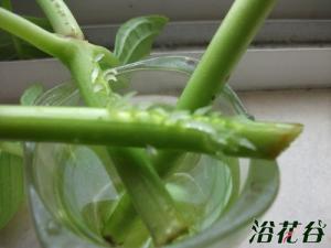 绣球花的繁殖方法(图) 绣球花怎么养殖