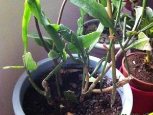昙花换盆春季进行最合适